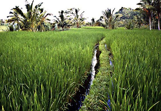 Bali île paradis / Visuel : D.R.