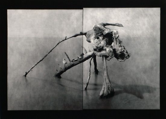Bestiaire 17 juillet / Visuel : D.R.