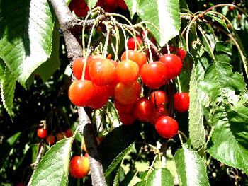 Cerises (2000) / Visuel : D.R.