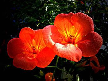 Fleurs (2000) / Visuel : D.R.