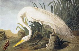 Héron blanc du Canada / Gravure extraite des Oiseaux d'Amérique de J.-J. Audulon.