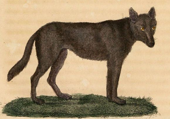 Loup / Visuel : D.R.