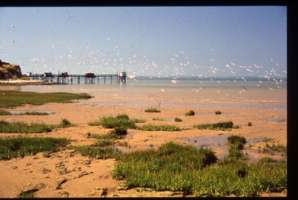 mouettes2 m.guillard / Visuel : D.R.