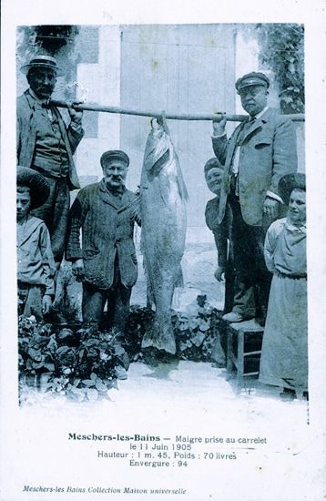 Meschers-les-Bains, Maigre prise au carrelet le 11 Juin 1905 ; Hauteur : 1m45 - Poids : 70 livres - Envergure : 94 / Visuel : D.R.