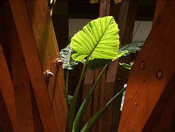 Plante verte à Saugon (2000) / Visuel : D.R.