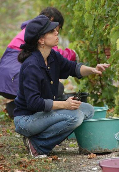 Premières vendanges à Talmont-sur-Gironde / Visuel : D.R.