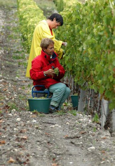 Premières vendanges à Talmont-sur-Gironde / Visuel : D.R.