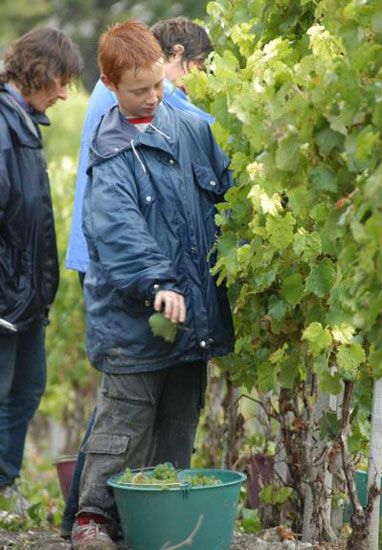 Premières vendanges à Talmont-sur-Gironde / Visuel : D.R.