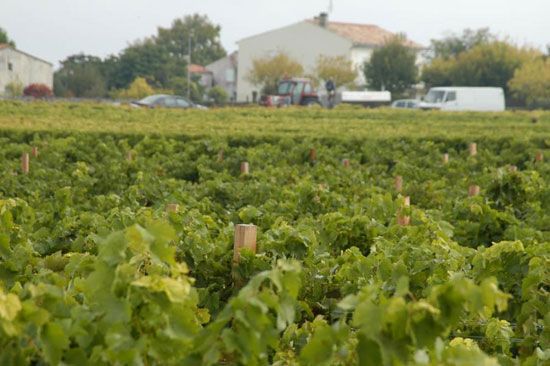 Premières vendanges à Talmont-sur-Gironde / Visuel : D.R.