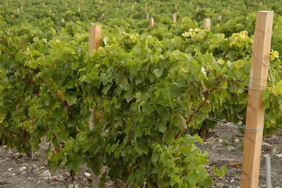 Premières vendanges à Talmont-sur-Gironde / Visuel : D.R.