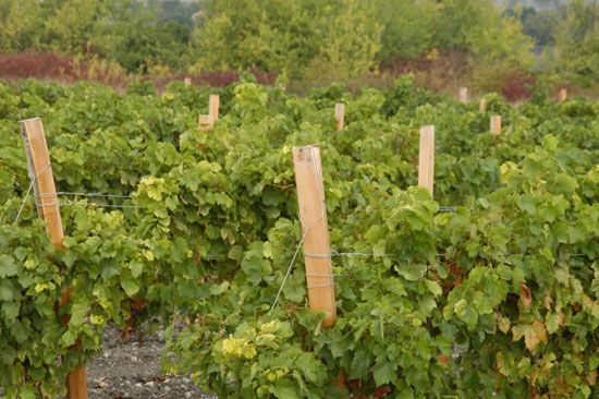 Premières vendanges à Talmont-sur-Gironde / Visuel : D.R.