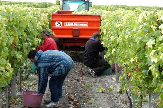 Premières vendanges à Talmont-sur-Gironde / Visuel : D.R.