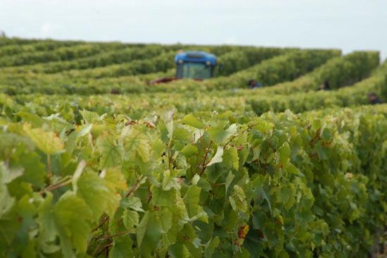 Premières vendanges à Talmont-sur-Gironde / Visuel : D.R.