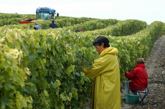 Premières vendanges à Talmont-sur-Gironde / Visuel : D.R.