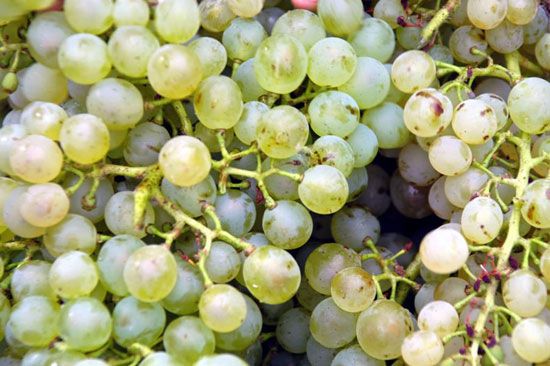 Premières vendanges à Talmont-sur-Gironde / Visuel : D.R.