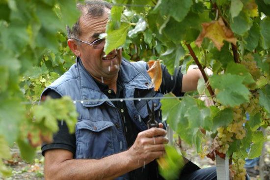 Premières vendanges à Talmont-sur-Gironde / Visuel : D.R.