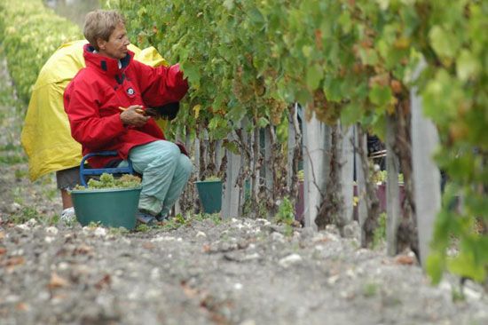 Premières vendanges à Talmont-sur-Gironde / Visuel : D.R.