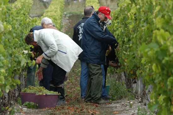 Premières vendanges à Talmont-sur-Gironde / Visuel : D.R.