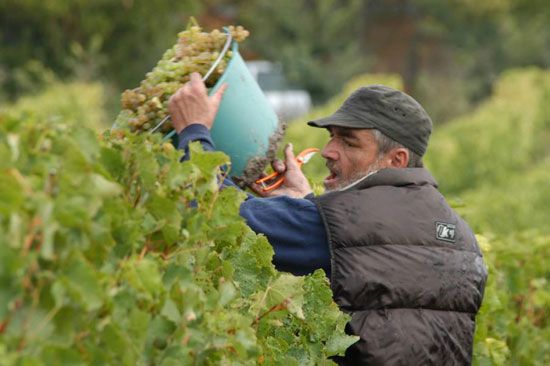 Premières vendanges à Talmont-sur-Gironde / Visuel : D.R.