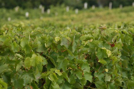 Premières vendanges à Talmont-sur-Gironde / Visuel : D.R.