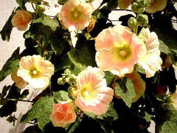 Roses trémières (2000) / Visuel : D.R.