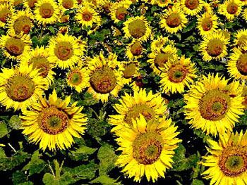Tournesols (2000) / Visuel : D.R.